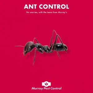 Ants