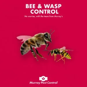 Bees & Wasps