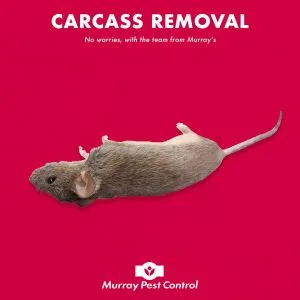 Carcass Removal