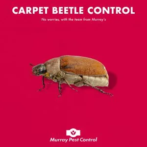 Carpet Beetles