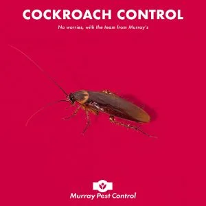 Cockroach