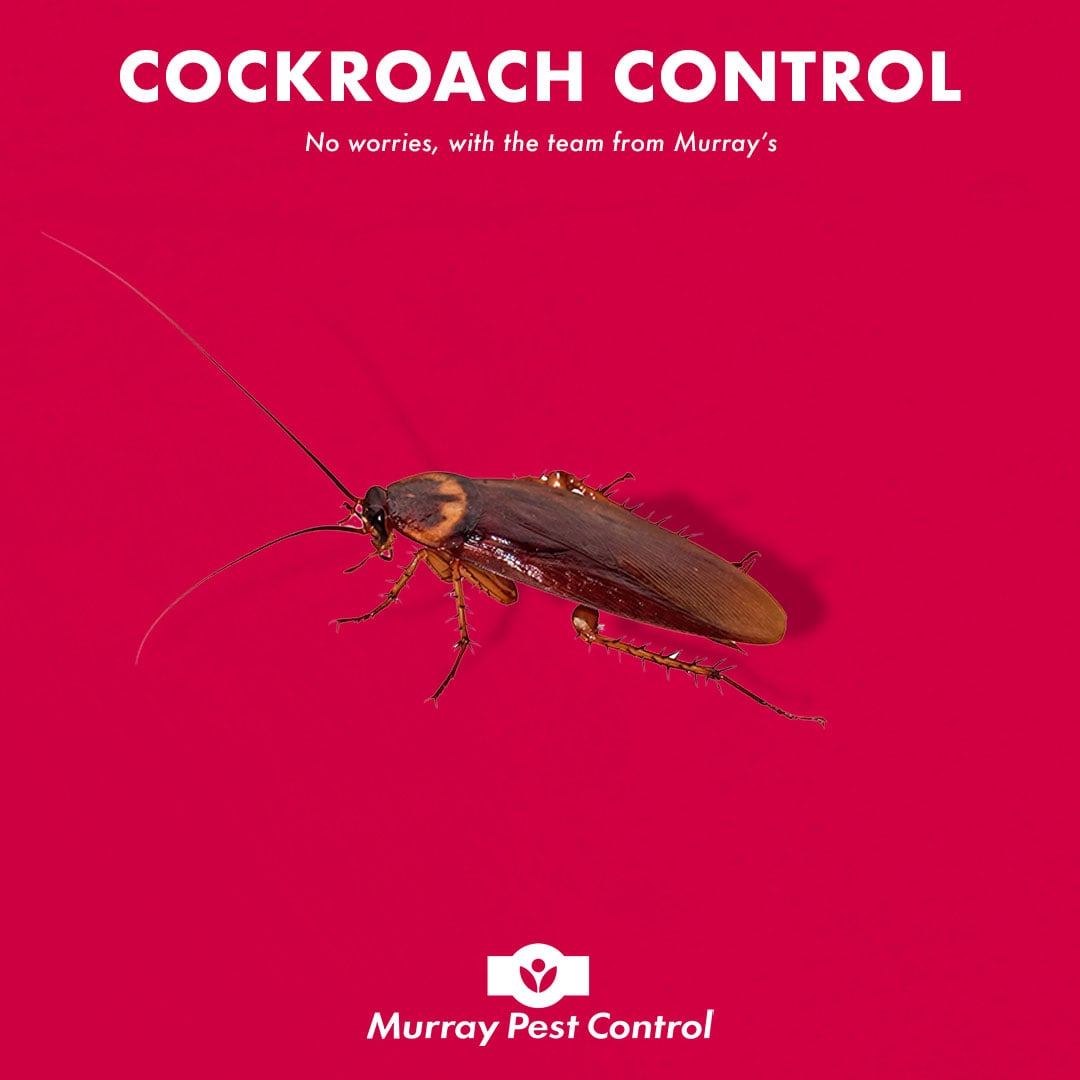 CockroachControl