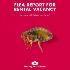 Fleas - Rental Vacancy