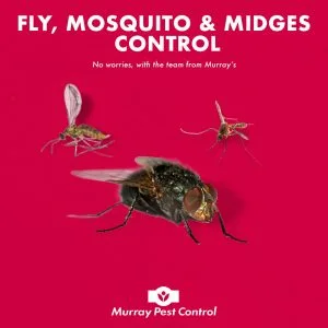 Flies, Mosquitoes & Midges