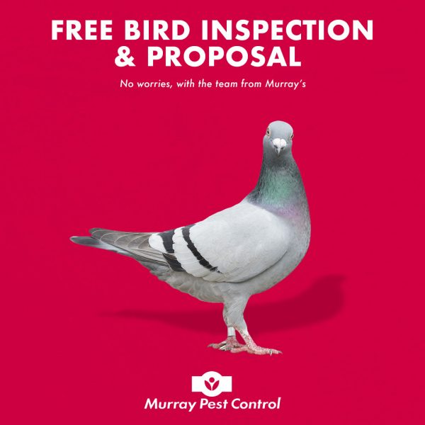 Adelaide bird control by Murrays Managing pigeons