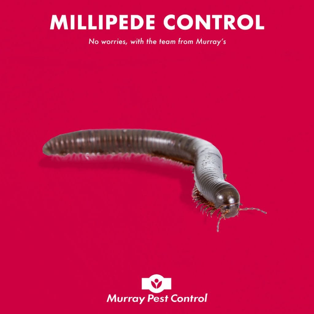 Millipede Protection Millipede Control and Treatment By Murrays of Adelaide