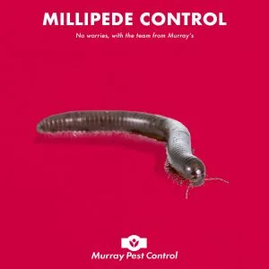 Millipedes