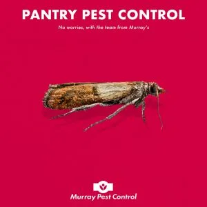 Pantry Pest