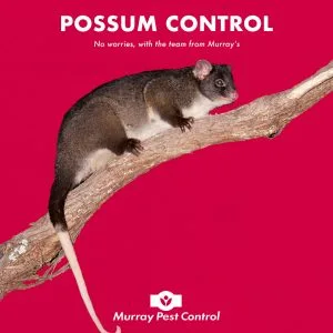 Possum Free Proposal