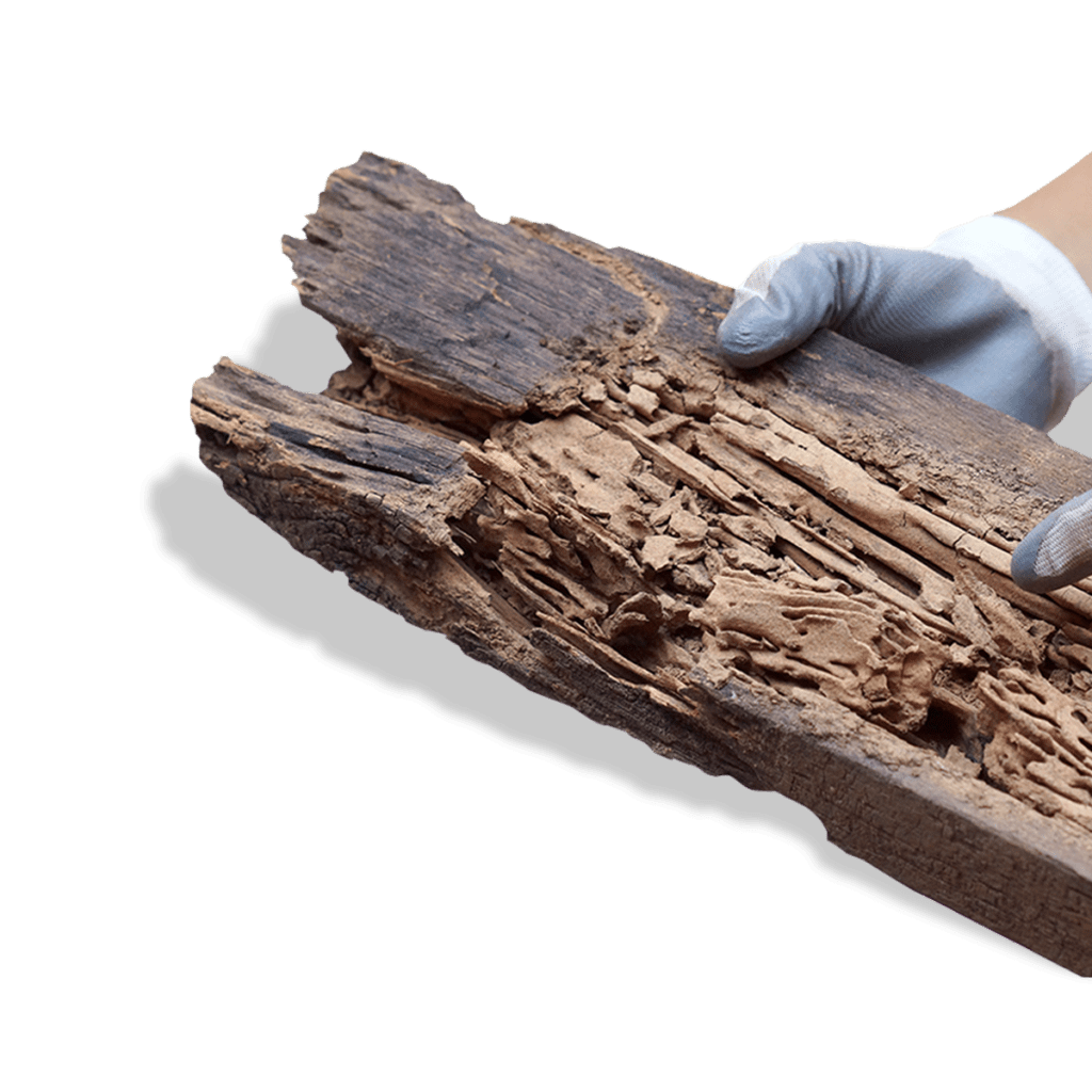 Timber Pest Inspection