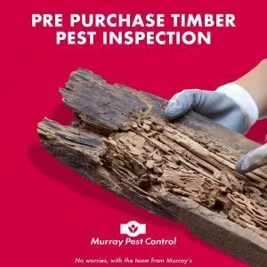 Pre Purchase Timber Pest Inspection