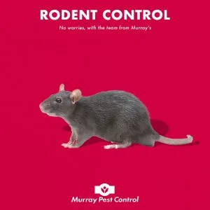 Rodents