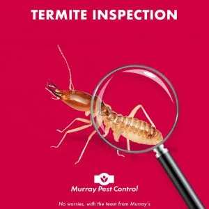 Termite Inspection