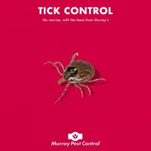 Ticks