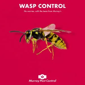 Wasps