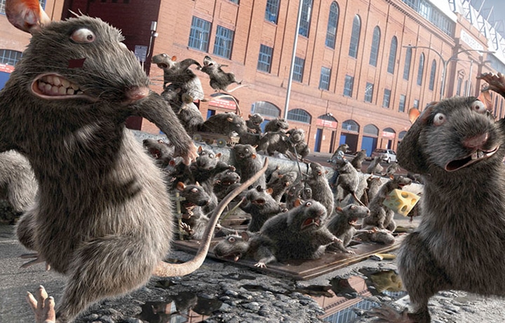 mutant rat control in Adelaide