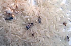 indian meal moths infesting rice