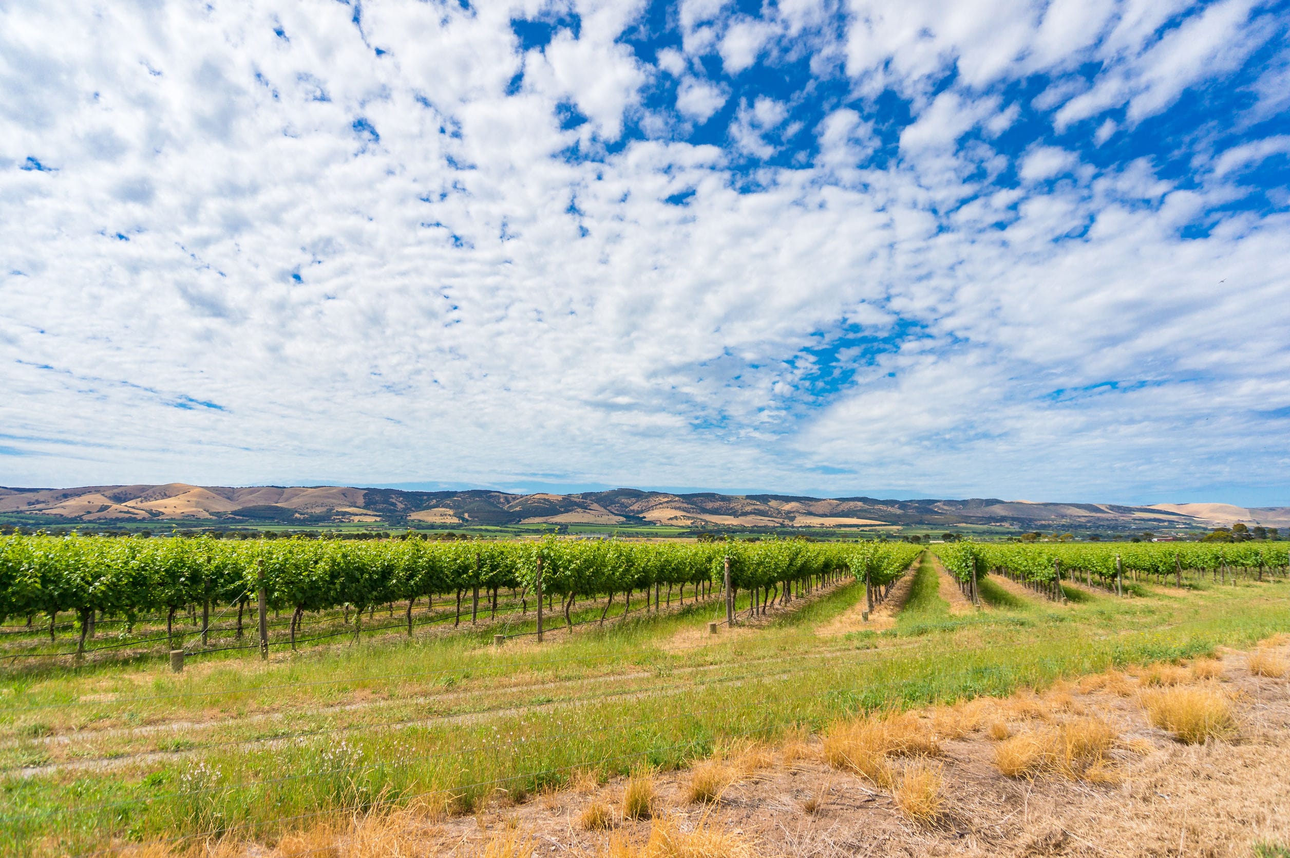 Beautiful panorama landscape of vineyard and picturesque sky. McLaren Vale, South Australia