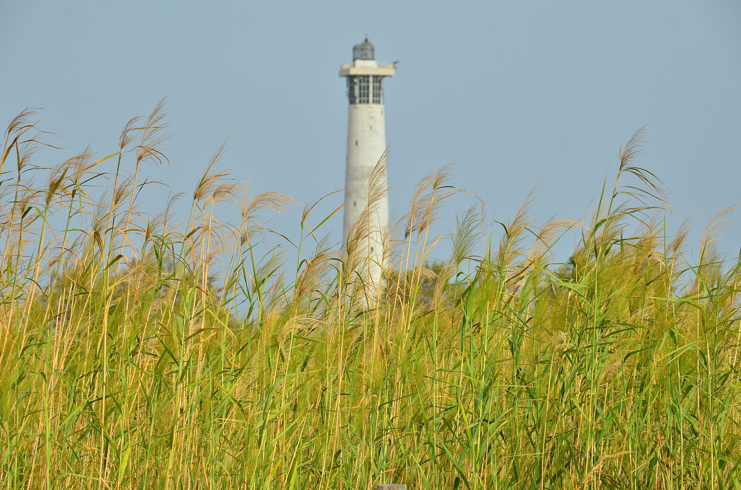 white lighthouse and green seed