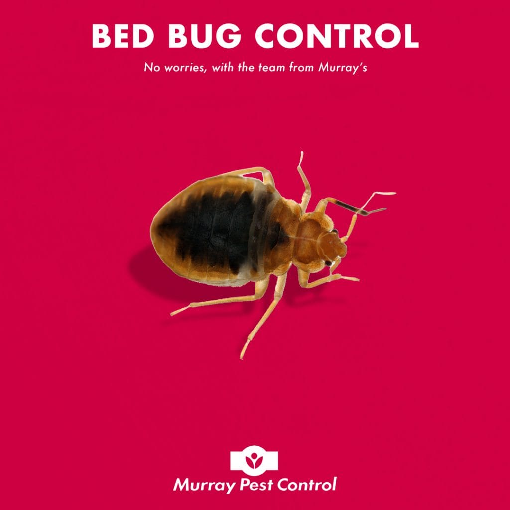 controlling-bed-bugs-in-your-home-treatment-and-removal