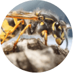 Bees & Wasp icon