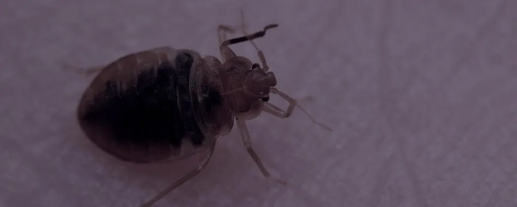Close up of bed bug