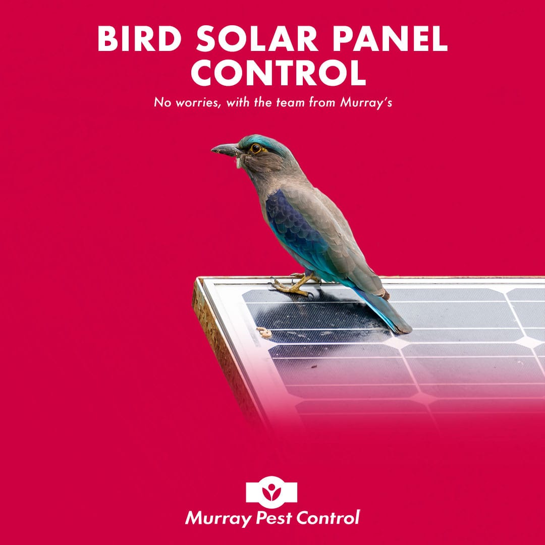 Bird on solar panel