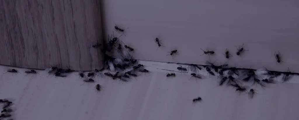 Close up of black ants