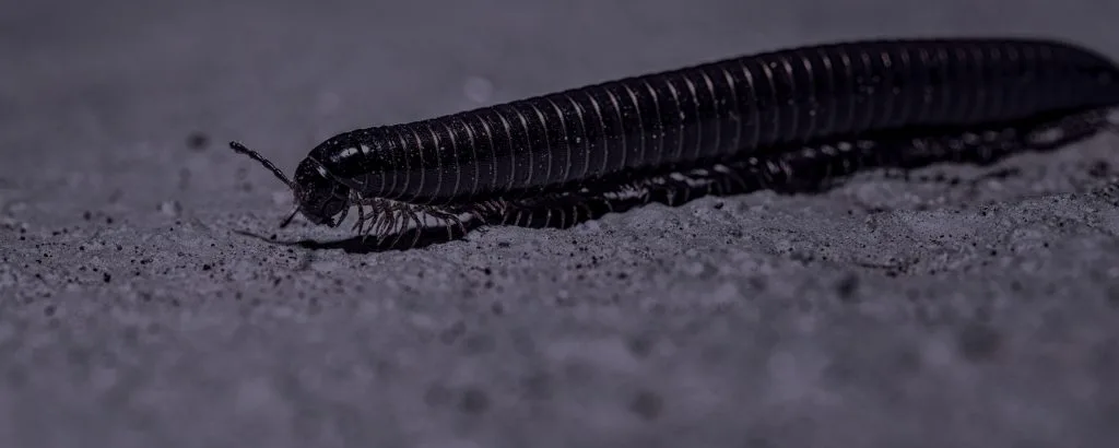 Close up Millipede