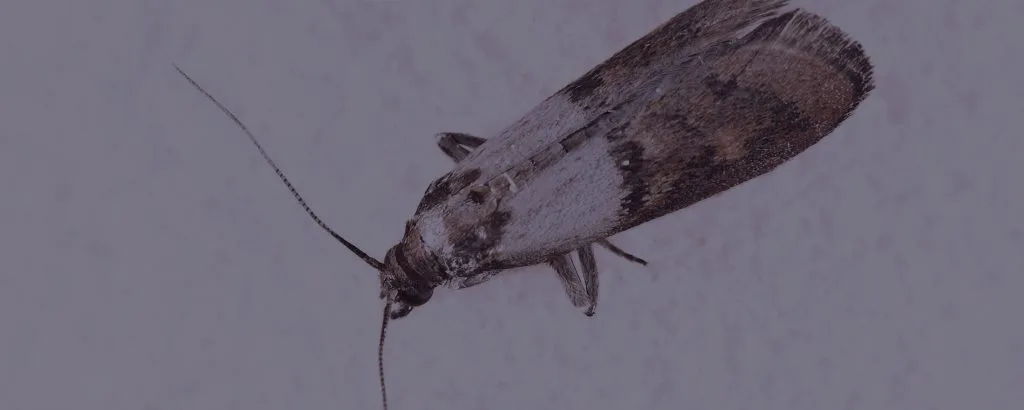 Close up pantry pest