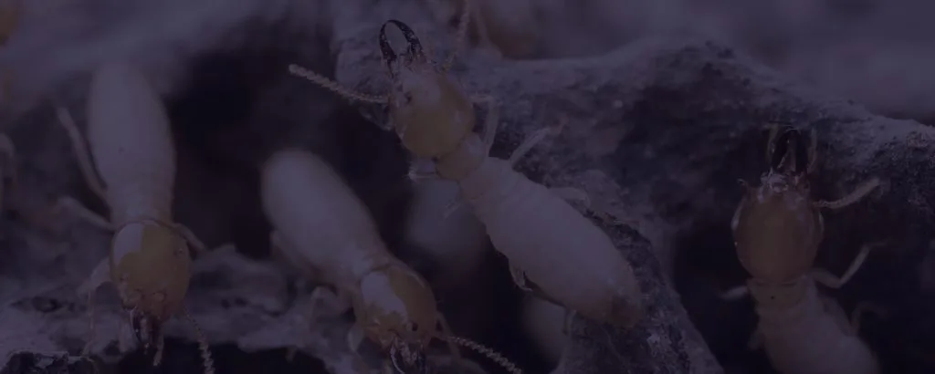 Close up of termites
