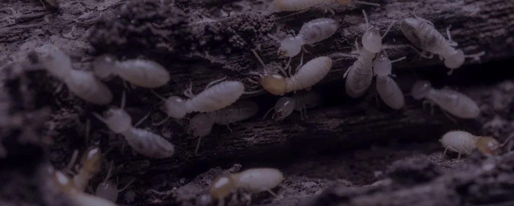 Termites