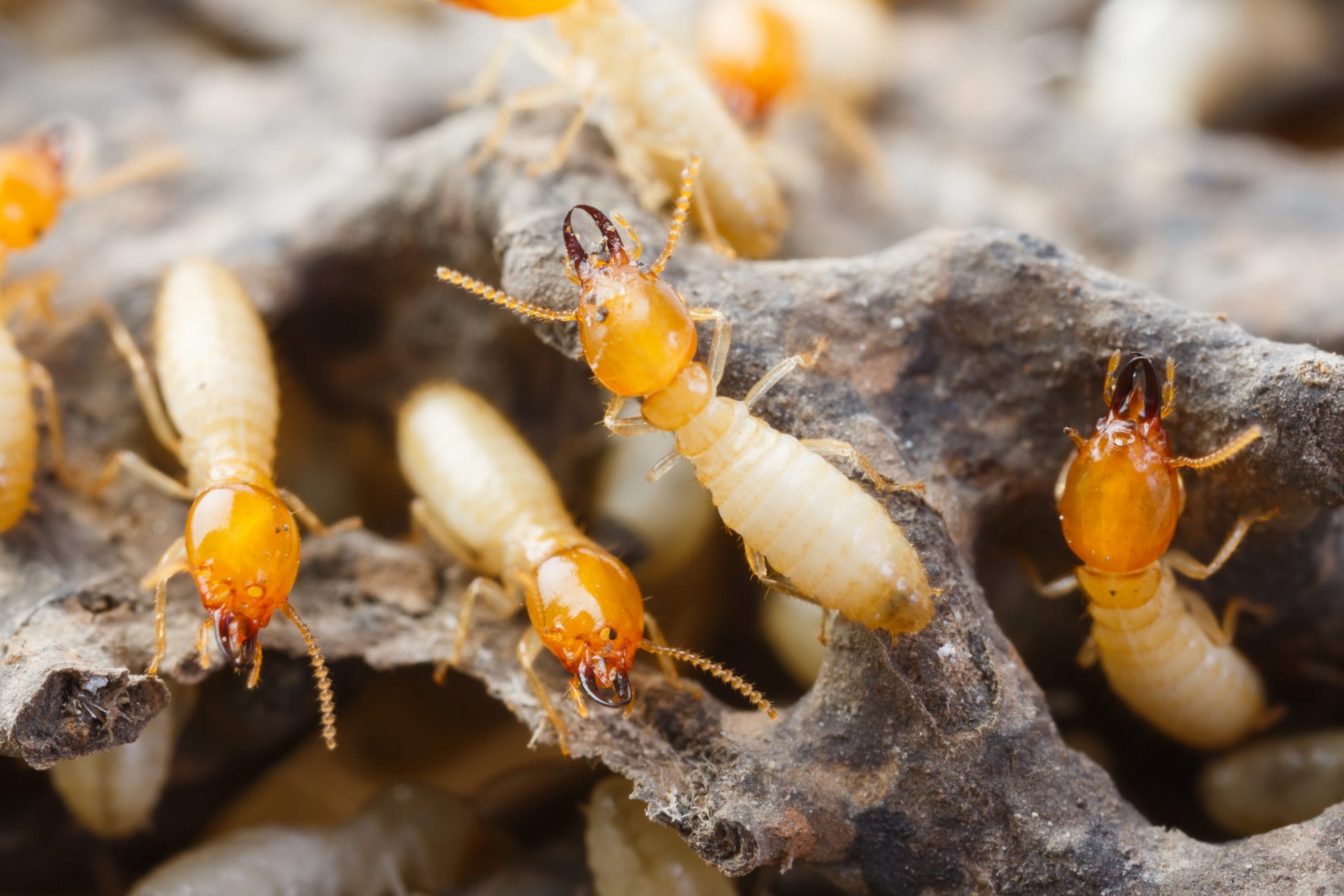 Close up of white ants