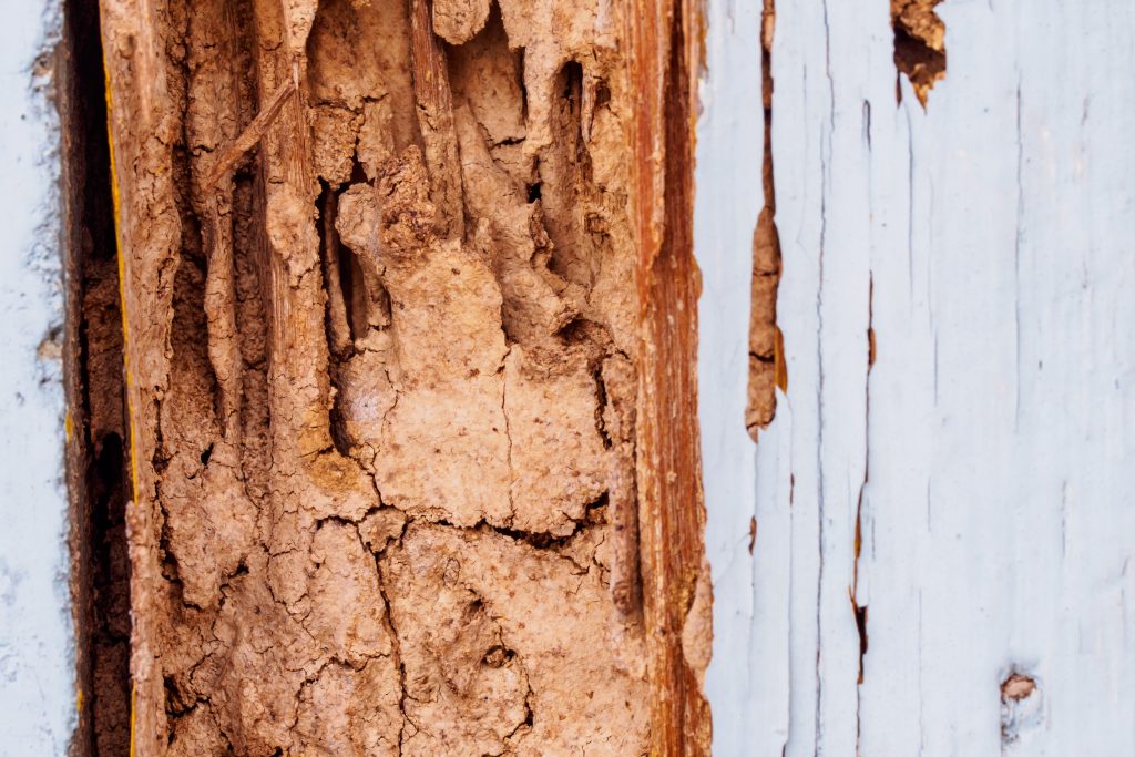 termite damage home