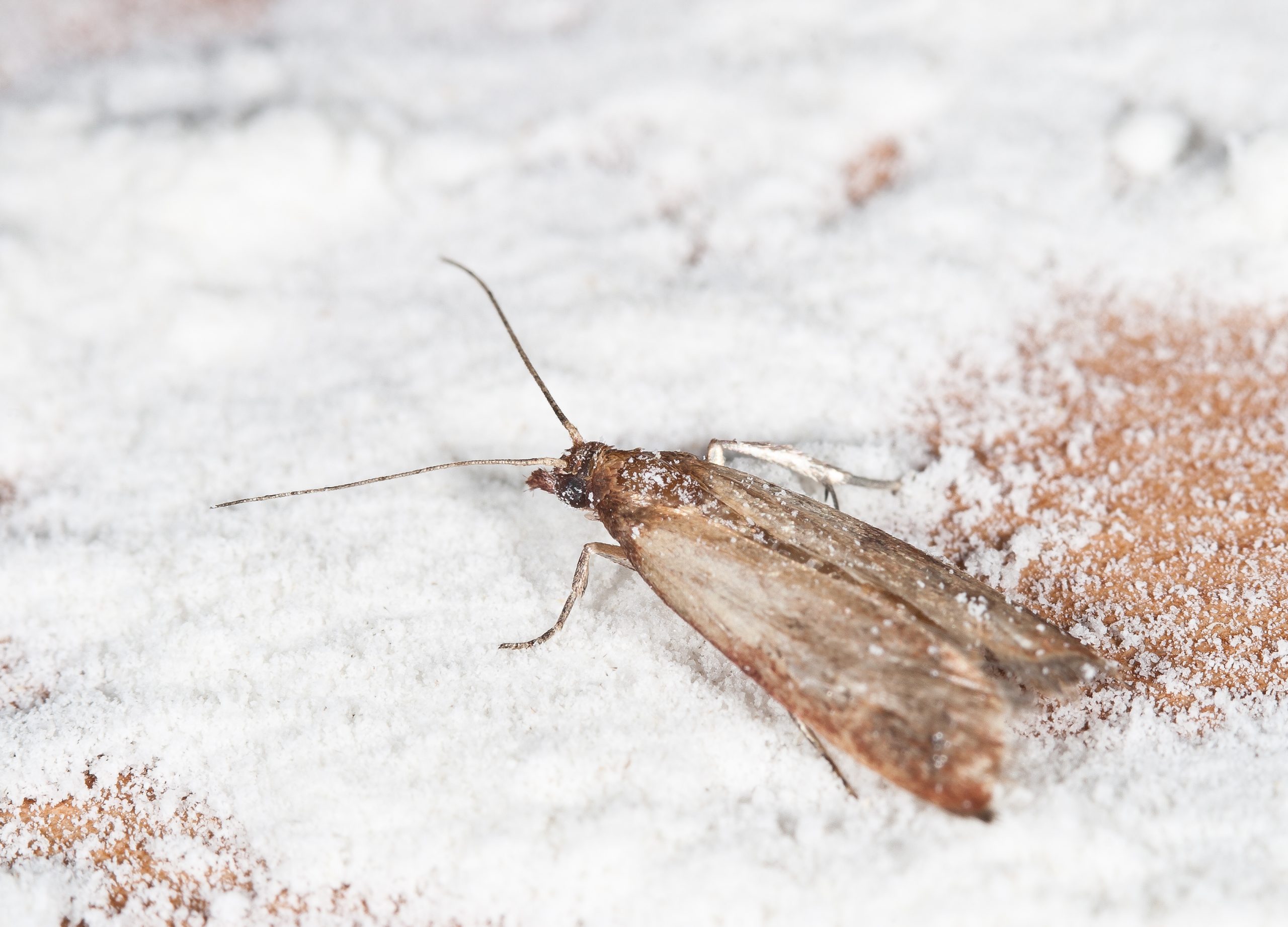 Close up pantry pest