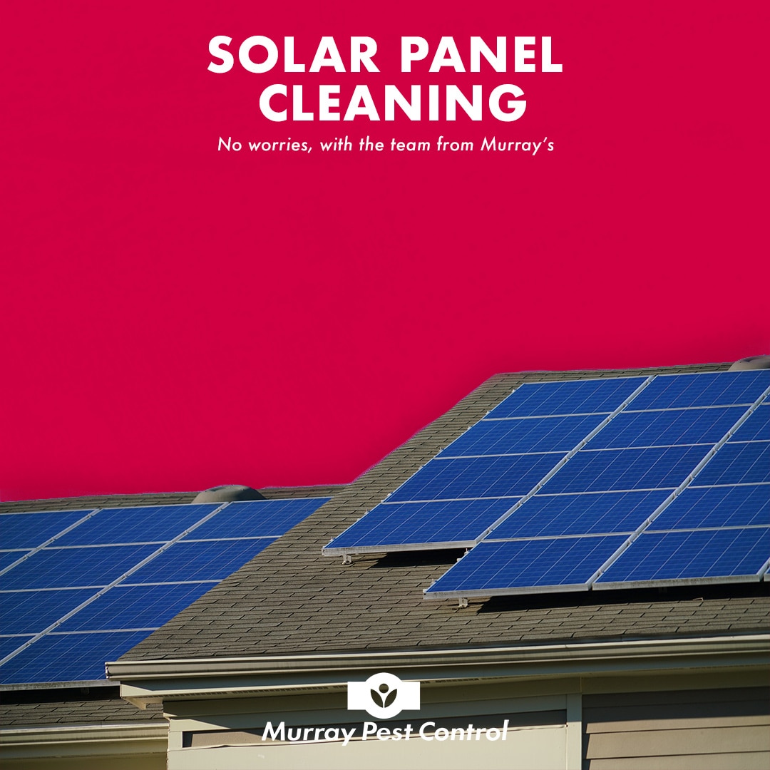 SolarPanelCleaning