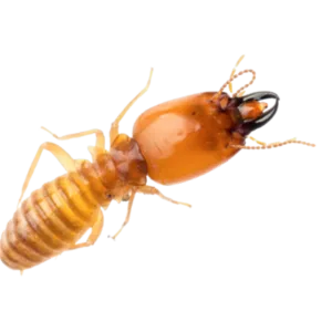 Book a Termite Inspection Today