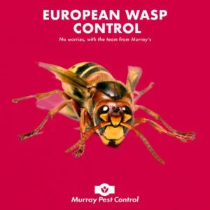 European Wasp