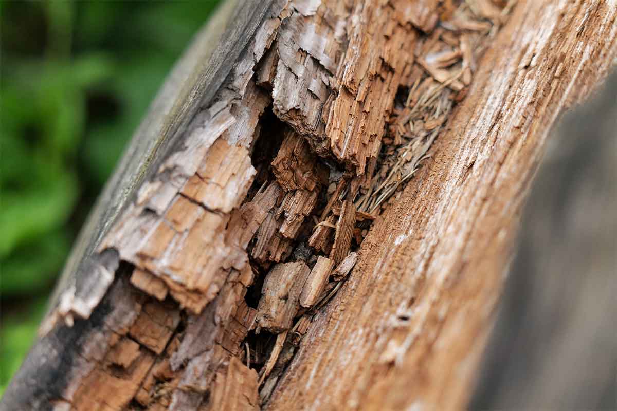 Termite inspection frequency guide from Murray Pest Control