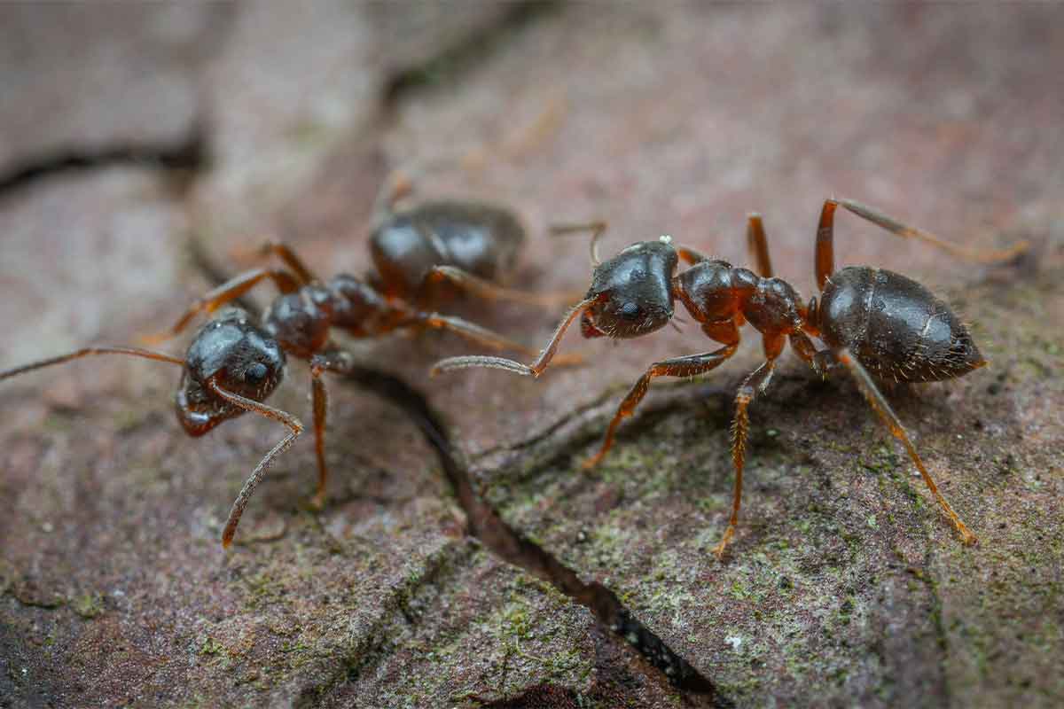 Ant removal guide from Murray Pest Control