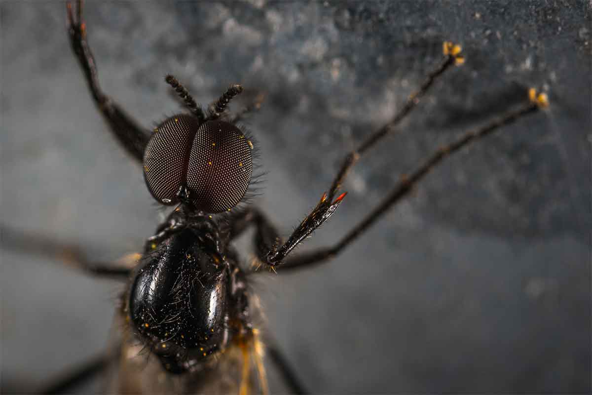 Bed bug inspection guide from Murray Pest Control