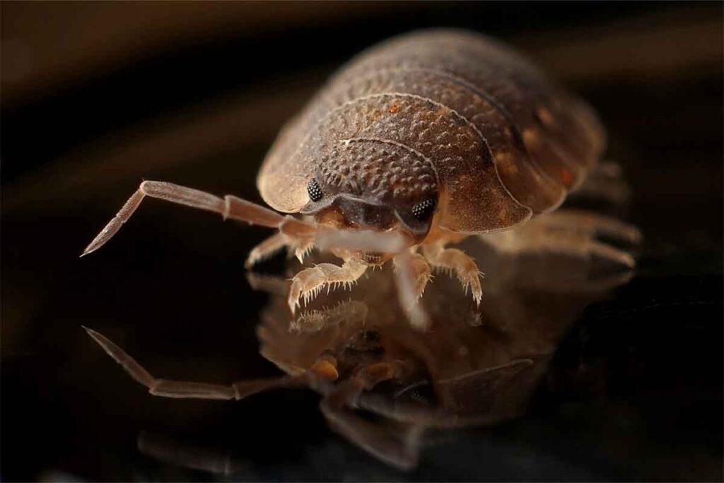 how to inspect for bed bugs