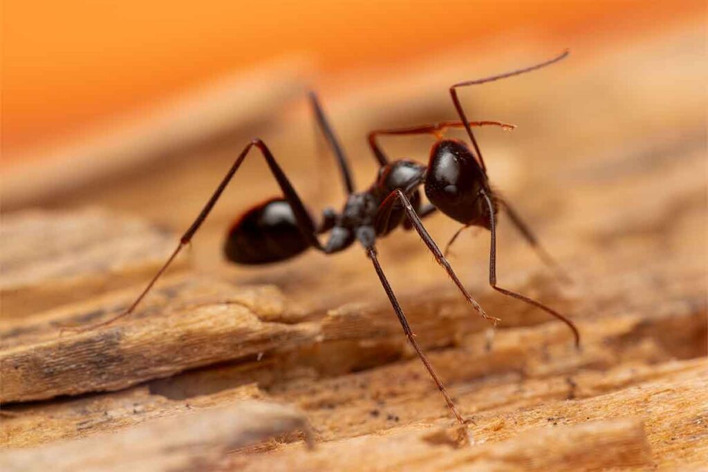 how to get rid of ants