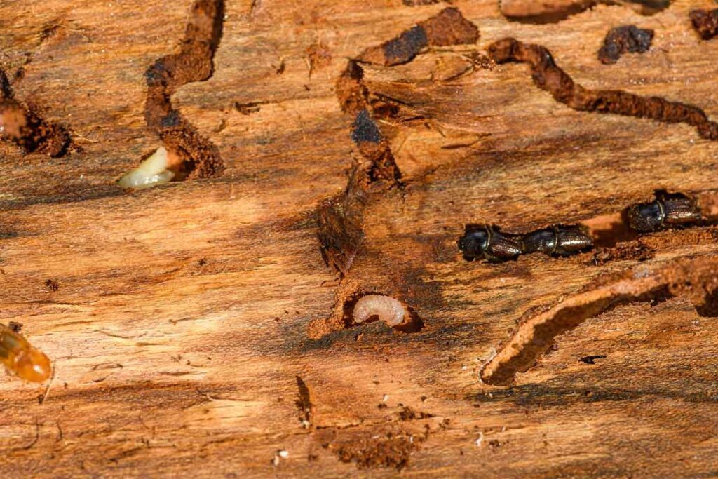 how often should you get a termite inspection