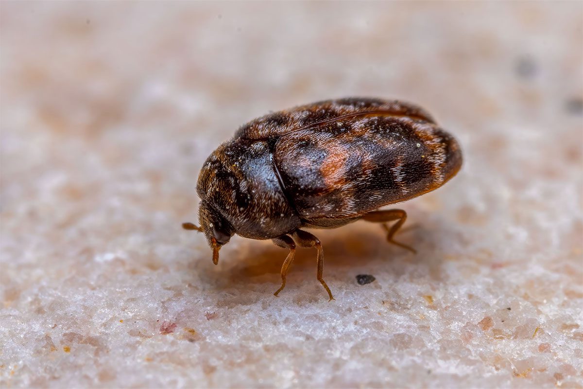 Bed bug checking guide from Murray Pest Control