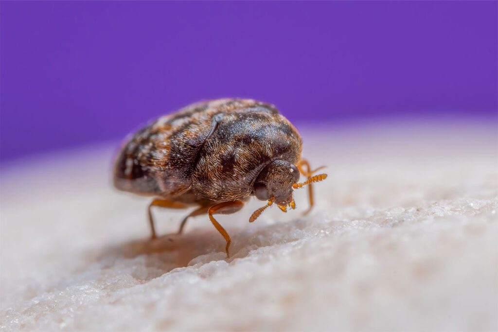 how to check for bed bugs