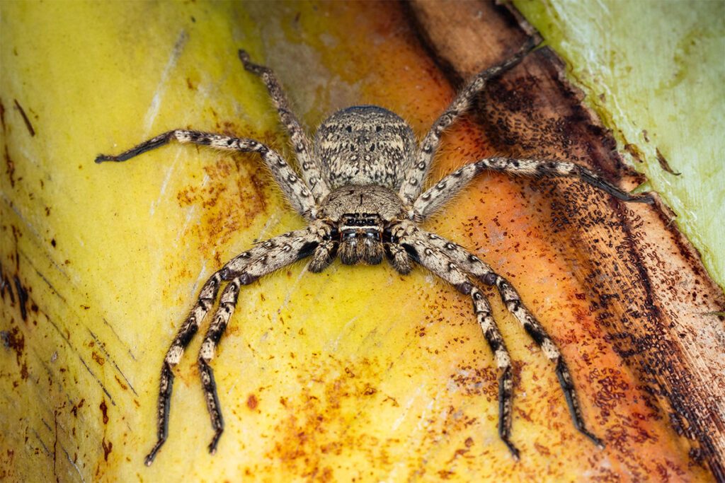 Huntsman Spider