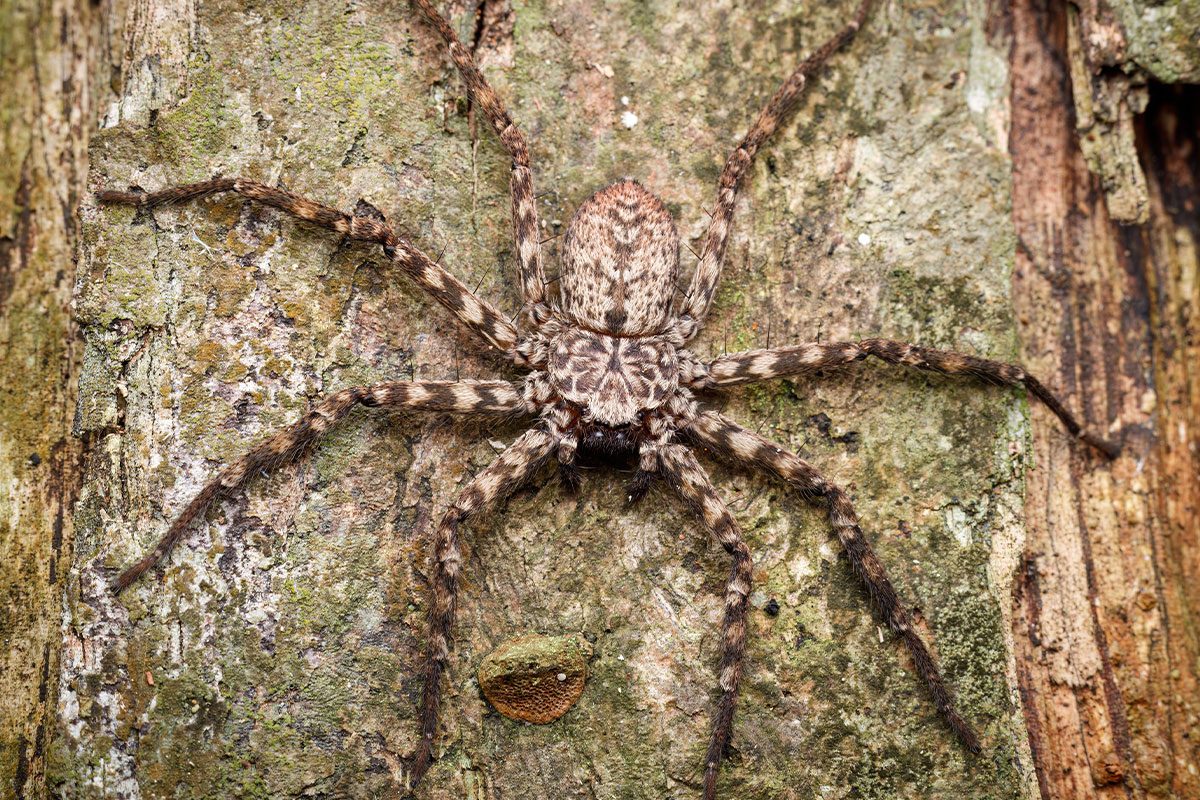 Huntsman identification guide from Murray Pest Control